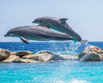 Плаванье с дельфинами День 6