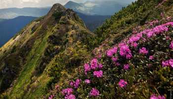 Карпати «Магія Чорногір» (притулок)