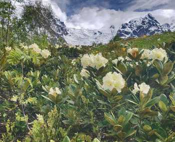 Льодовик Лардаад — перевал Чхутнієрі — Іпрарі День 4