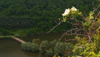 Кам'яні квіти Поділля і Бакота (зі СПА)