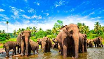 Шри-Ланка "Сокровища Цейлона"