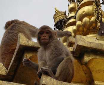  Сокровища долины Катманду — Пашупатинатх — Боднатх — Обезьяний храм — Патан День 12
