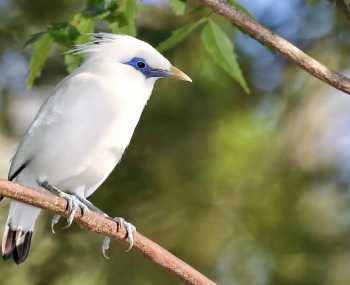 Острів Менджанган: кораловий рай День 8